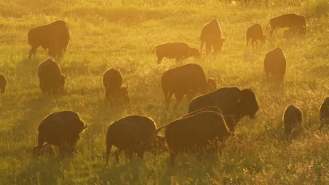 Bison Herd Grazing. Vidéo 169823042