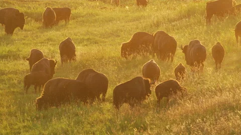 Bison Herd Grazing. Vidéo 169824572