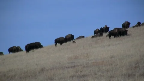 Bison Herd Grazing on Hillside below Blue Sky in Custer State Park Stock Footage 118982820