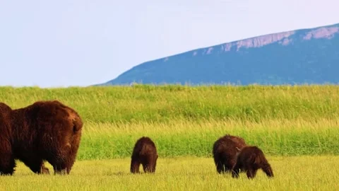 Bison Herd Grazing on Open Field Stock Footage 322545171