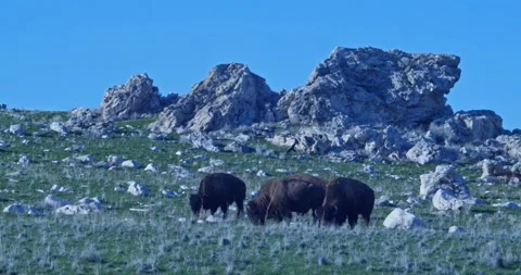 Bison Herd Grazing Rock Outcropping Crow Flies In 動画素材 238711925