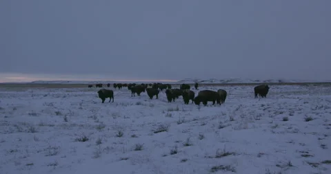 Bison herd grazing a snowy plain at sunset Stock Footage 332441847