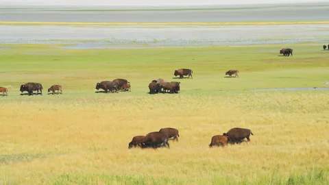 Bison herd grazing in valley in Antelope Island State Park in Utah in summer Stock Footage 135524042