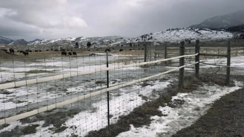 Bison Herd Grazing On Winter Field Behind Fence Stock Footage 130222919