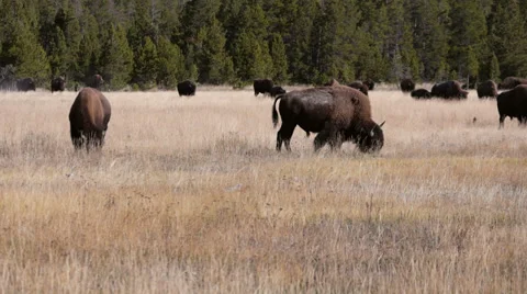 Bison Herd Grazing in Yellowstone National Park 스톡 동영상 32162707