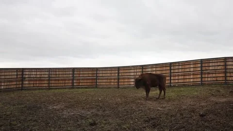 Bison herd to help restore ecosystems on Prague outskirts, PRAGUE, CZ - 10 Oct 2 Stock Footage 318729718