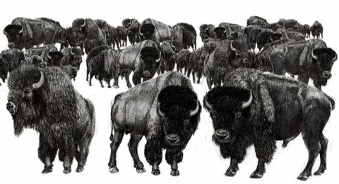 Bison Herd Stock Illustration