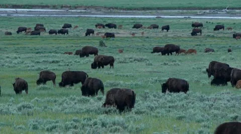 Bison Herd In Lamar Valley Stock Footage 11366934