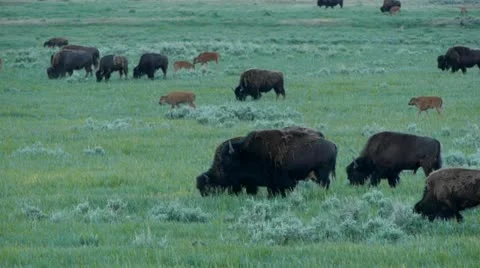 Bison Herd In Lamar Valley Stock Footage 11367052