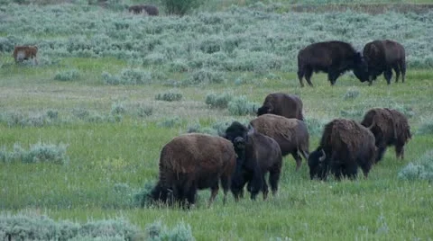 Bison Herd In Lamar Valley Stock Footage