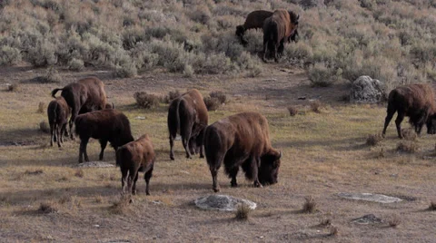 Bison Herd in Lamar Valley in Yellowstone National Park Stock Footage 32163242