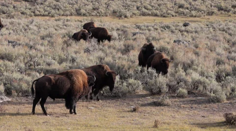 Bison Herd in Lamar Valley in Yellowstone National Park Video stock 32163715
