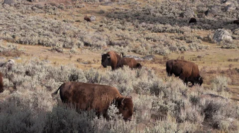 Bison Herd in Lamar Valley in Yellowstone National Park Stock Footage 32167332