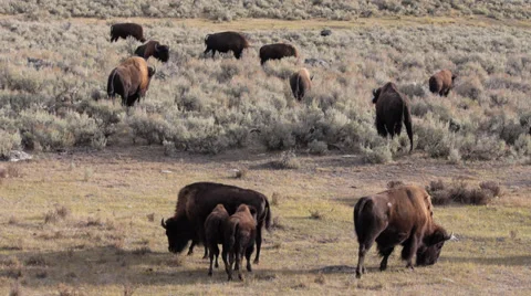 Bison Herd in Lamar Valley in Yellowstone National Park Stock Footage 32167398