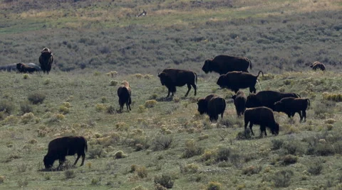 Bison Herd in Lamar Valley in Yellowstone National Park Stock Footage 42155804