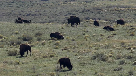 Bison Herd in Lamar Valley in Yellowstone National Park Video stock 42156339