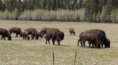 Bison herd in Meadow 库存影片 64238178