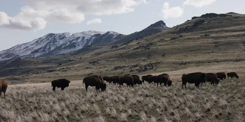 Bison herd in meadow with mountains, 4k Stock Footage 241537862