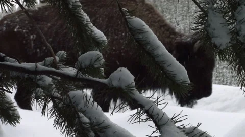 Bison Herd Migrating Through Snow Covered Forest Stock Footage 132055614