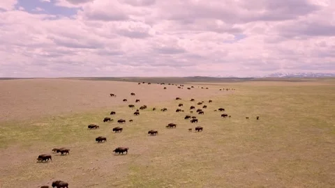 Bison Herd in Motion Across Summer Prairie, Montana Stock Footage 314786803