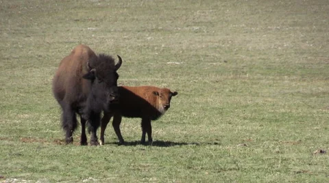 Bison Herd in Mountain Meadow Stock-Footage 64281088