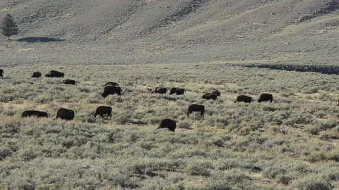 Bison herd moves through sagebrush, Yellowstone Stock Footage 168651949