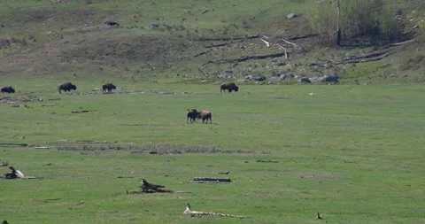 Bison herd moving across landscape as bull chases calf Stock Footage 339092899
