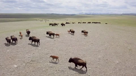 Bison Herd Moving Across Open Grassland, Aerial Summer View Stock Footage 314785885