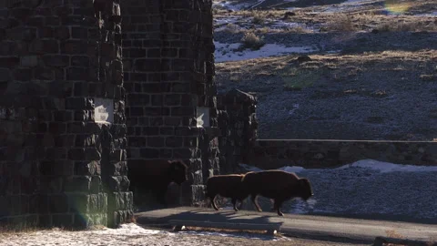 Bison Herd Moving On Road Through Stone Gate Stock Footage 130222540