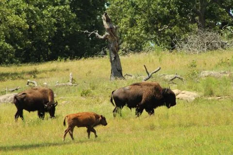 Bison herd Foto stock