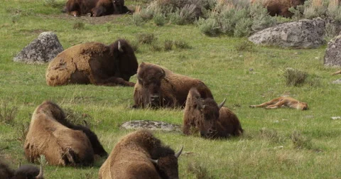Bison herd resting in rocky meadow with sagebrush and calves Stock Footage 62828041