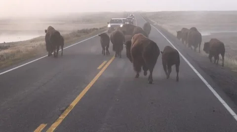 Bison herd on road Stock Footage 42236478