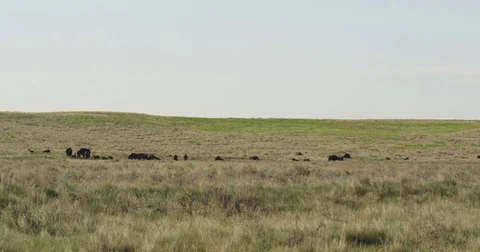 Bison herd rolling prairie hot spring Stock Footage 82184521