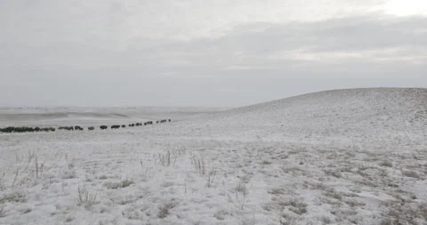 Bison Herd running in the distance of an expansive winter grassland Stock Footage 332445829