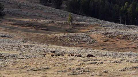 Bison Herd Running in Lamar Valley in Yellowstone National Park Vídeos de archivo 32164562