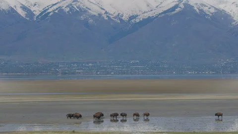 Bison herd on salt flats with Wasatch mountains behind, 4k Video stock 275212514