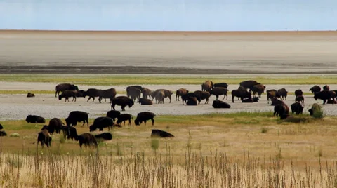 Bison herd salt lake Vídeos de archivo 32423916