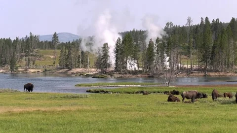 Bison Herd Seven Stock Footage 282907759