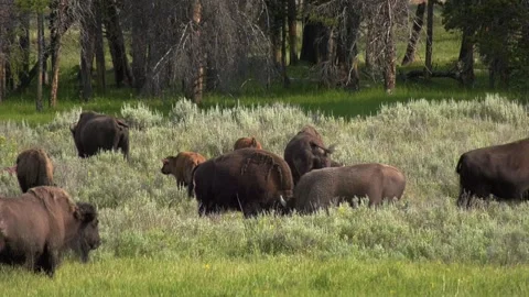 Bison Herd Six Stock Footage 282907787