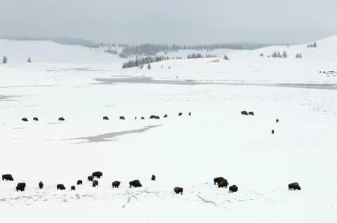Bison herd in snow-covered field, Yellowstone National Park, Wyoming, USA Stock Photos