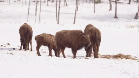 Bison herd in the snowy forest Stock Footage 87191776