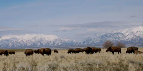Bison herd with snowy mountains in background, 4k Stock Footage 241538103