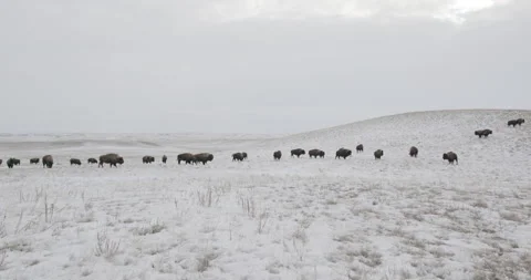 Bison Herd Spread Across Open Winter Plains Vídeos de archivo 332445594
