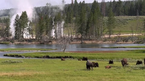 Bison Herd Three 库存影片 282545088