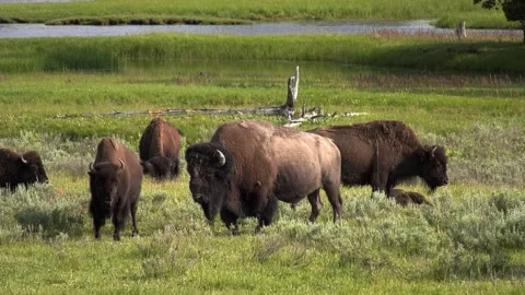 Bison Herd Two 库存影片 282545099