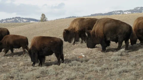 Bison herd walking Видео 35107682