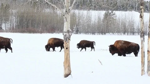 Bison herd walking Stock Footage 127049175