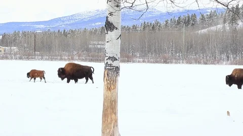 Bison herd walking Stock Footage 127052755