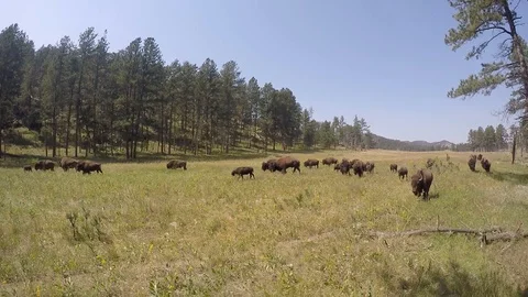 Bison herd walking on prairie Stock Footage 119750959