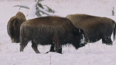 Bison herd walks through snowy landscape in winter Stock Footage 288532022